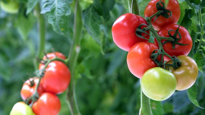 tomato .jpg